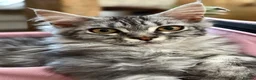 Maine Coon cats for sale: Beautiful GCCF Registered Maine Coon Kittens - Advert 3