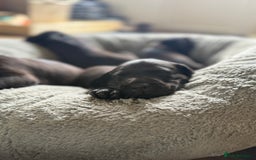 Labrador Retriever dogs for sale: Last remaining Beautiful Labradors  - Image 5