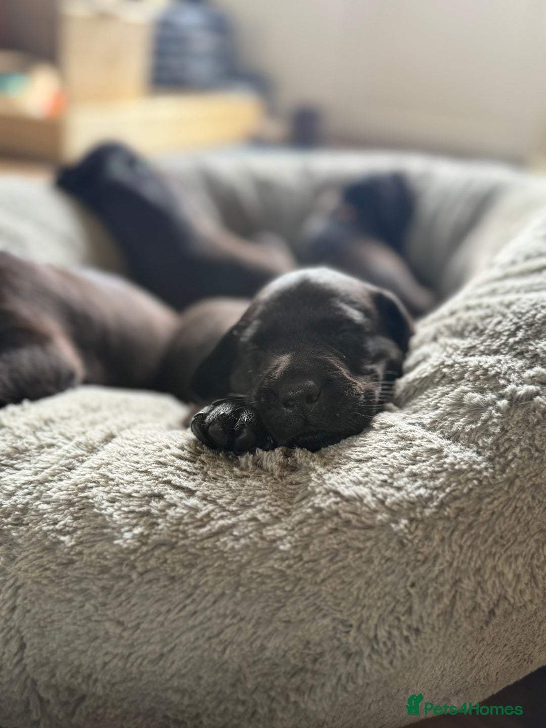 Labrador Retriever dogs for sale: Last remaining Beautiful Labradors  - Image 5