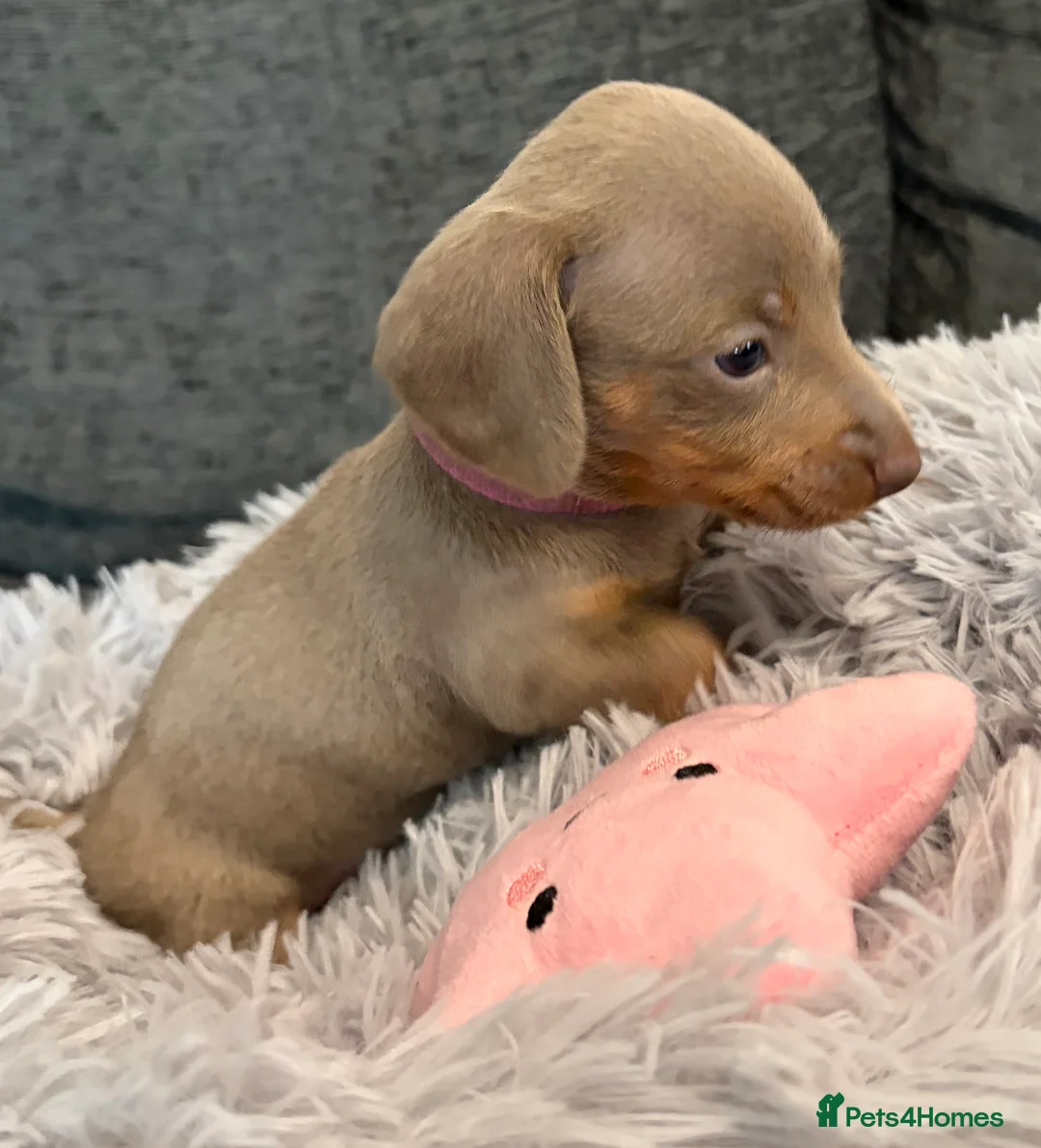 Miniature Dachshund dogs for sale: KC registered miniature dachshund pups smooth coat - Advert 2