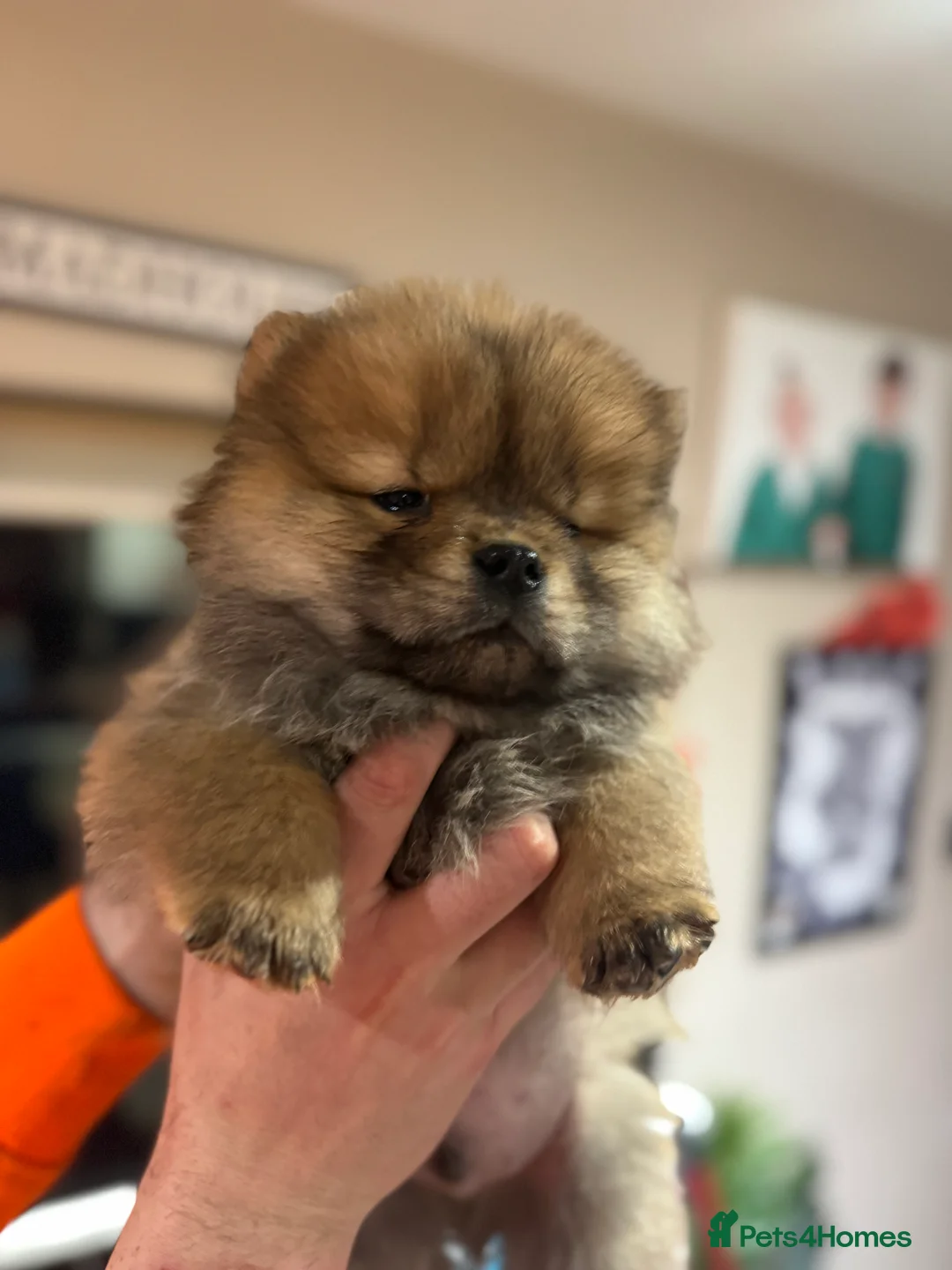 Chow Chow dogs for sale: BEAUTIFUL KC REG CHOW CHOWS FOR SALE 🥰🥰🥰🥰🥰🥰  - Advert 15