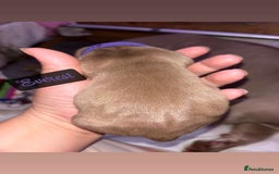 American Bully dogs for sale: Pocket bully puppy’s  - Image 12