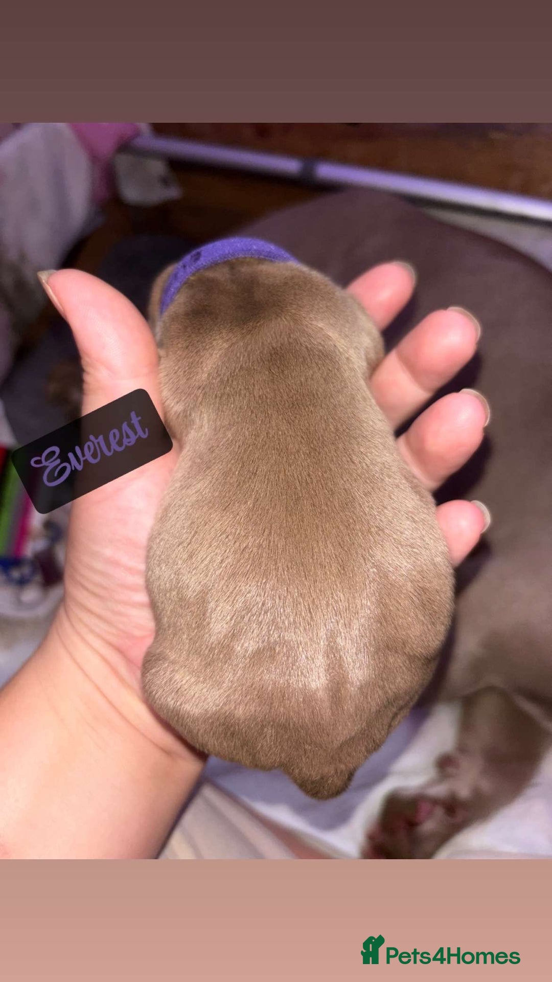 American Bully dogs for sale: Pocket bully puppy’s  - Image 12