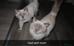Ragdoll cats for sale: Bluepoint ragdolls  - Image 13