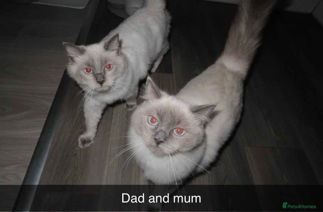 Ragdoll cats for sale: Bluepoint ragdolls  - Image 13