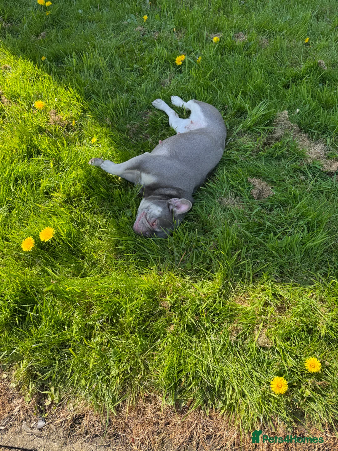 French Bulldog dogs for sale: French bulldog  - Advert 2