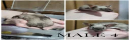 Mouse rodents for sale: Male Mice - Advert 5