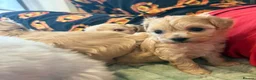 Maltipoo dogs for sale: Toy Maltipoo Puppies (TOY MALTESE X TOY POODLE) - Advert 10