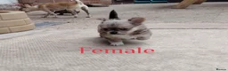 Chihuahua dogs for sale: 2 long coat chihuahua puppies  - Advert 8