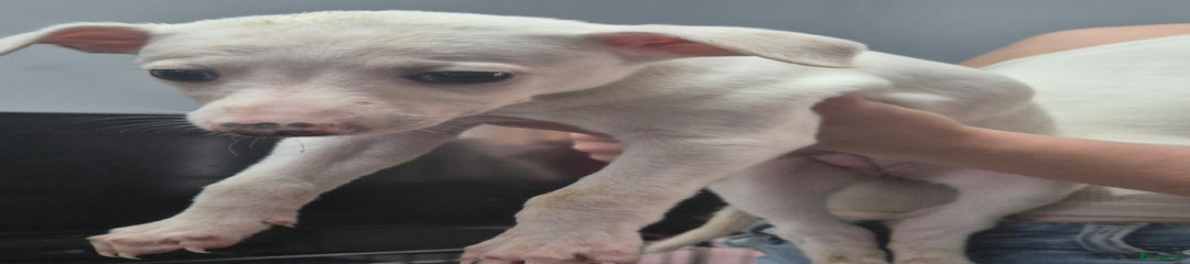 Whippet Puppy 3