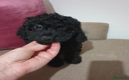 Jackapoo dogs for sale: Beautiful Jackapoo x Asian Toy poodle F1B - Image 16
