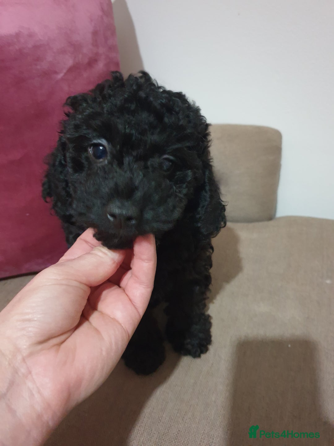 Jackapoo dogs for sale: Beautiful Jackapoo x Asian Toy poodle F1B - Image 16