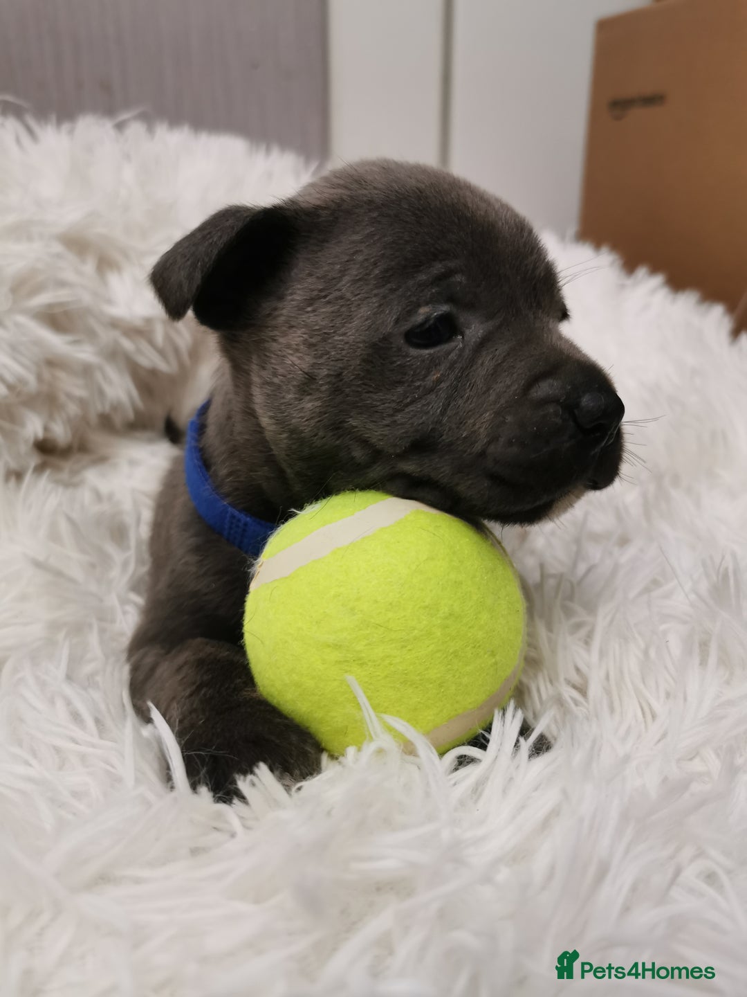 Staffordshire Bull Terrier dogs for sale: Staffordshire Bull Terrier puppies for sale  - Advert 28