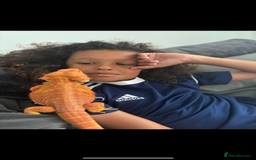 Bearded Dragon reptiles for sale: Super friendly bearded dragon - Image 9