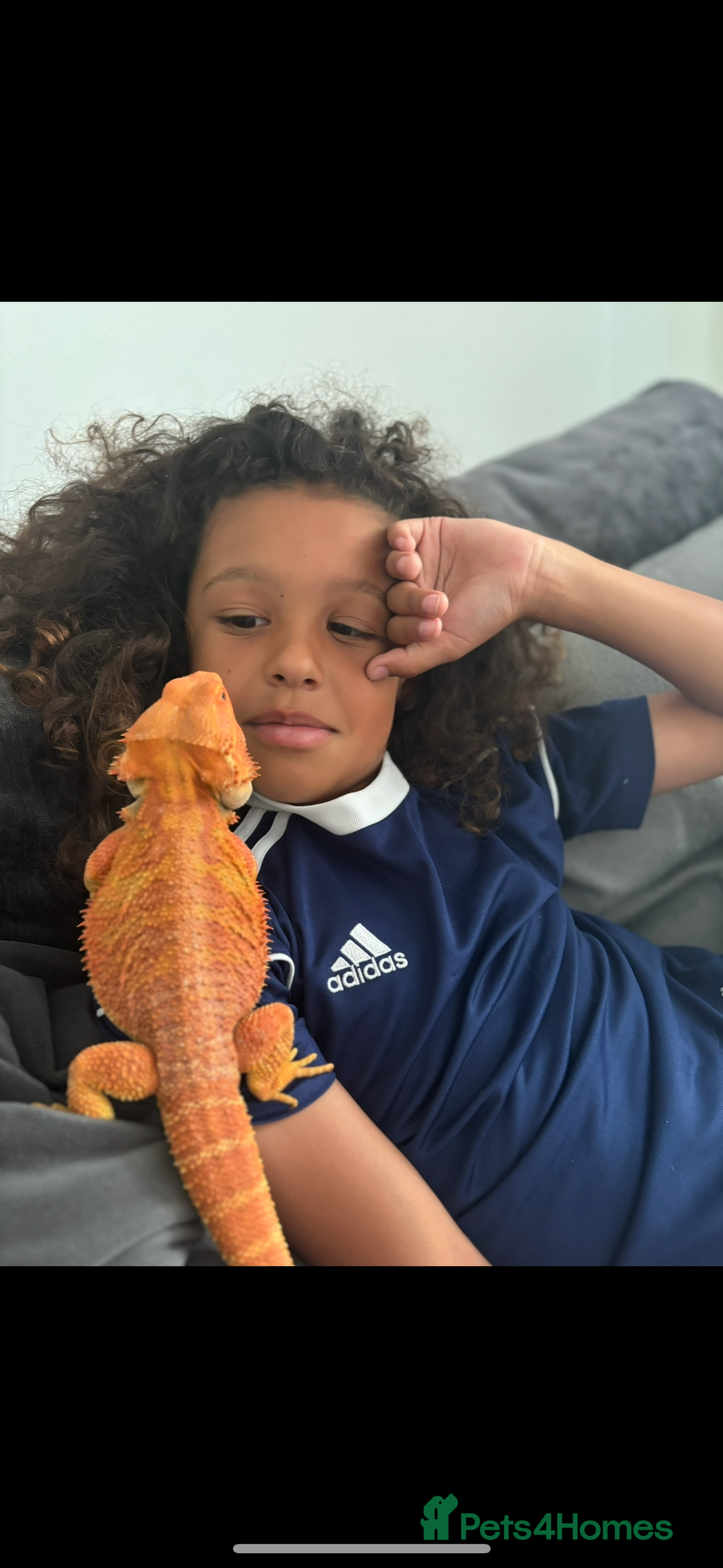Bearded Dragon reptiles for sale: Super friendly bearded dragon - Image 9