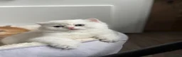British Shorthair cats for sale: 🌟Adorable Golden Pure BSH kittens 🌟 - Advert 21