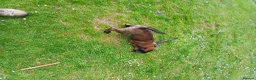 Belgian Shepherd Dog dogs for sale: Belgian Malinois knpv x ring sport fci ikc reg in Omagh - Advert 24