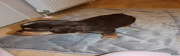 Cocker Spaniel dogs for sale: Cocker spaniel puppies tri - Advert 33
