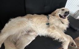 Golden Retriever dogs for sale: Golden Retriever puppies - Last Girls - Image 7