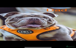 English Bulldog dogs for sale: For sale: 7 English Bulldog Puppies - Image 3
