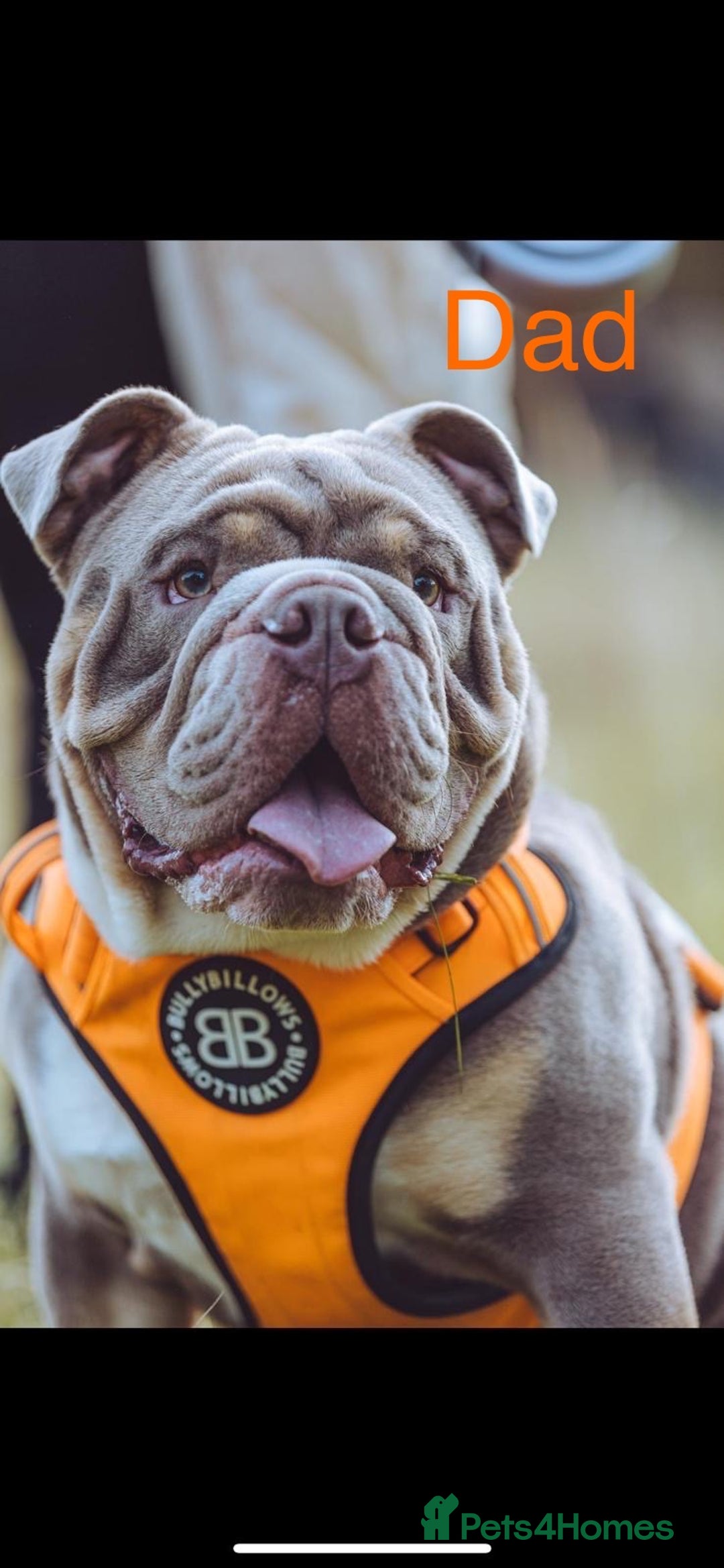 English Bulldog dogs for sale: For sale: 7 English Bulldog Puppies - Image 3