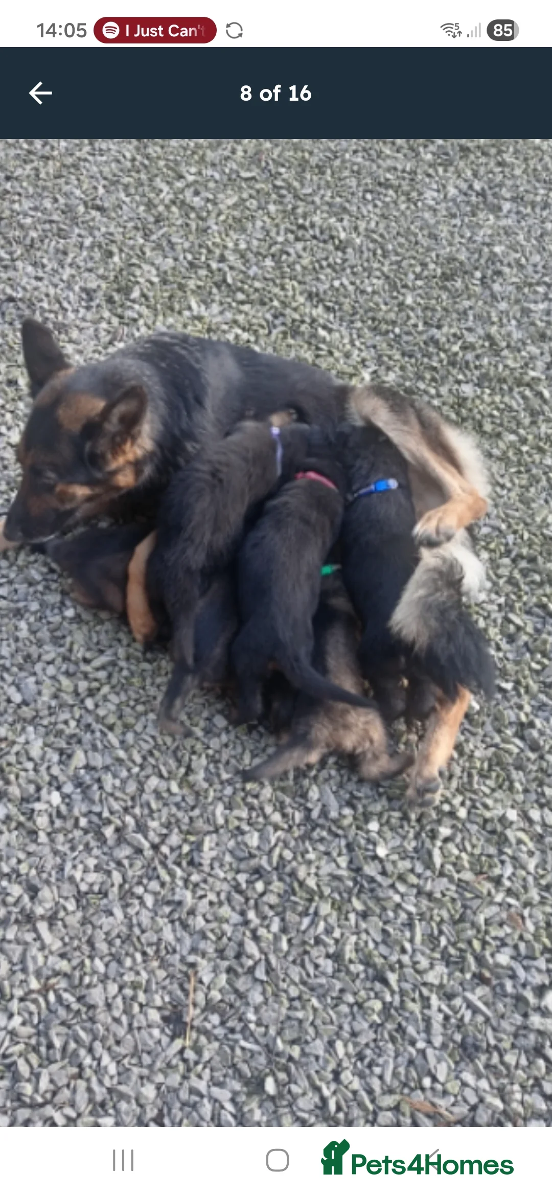 German Shepherd dogs for sale: German Shepherd boy puppy  - Advert 1