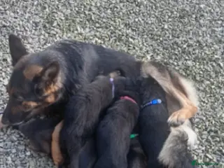 German Shepherd dogs German Shepherd boy puppy - Advert 3