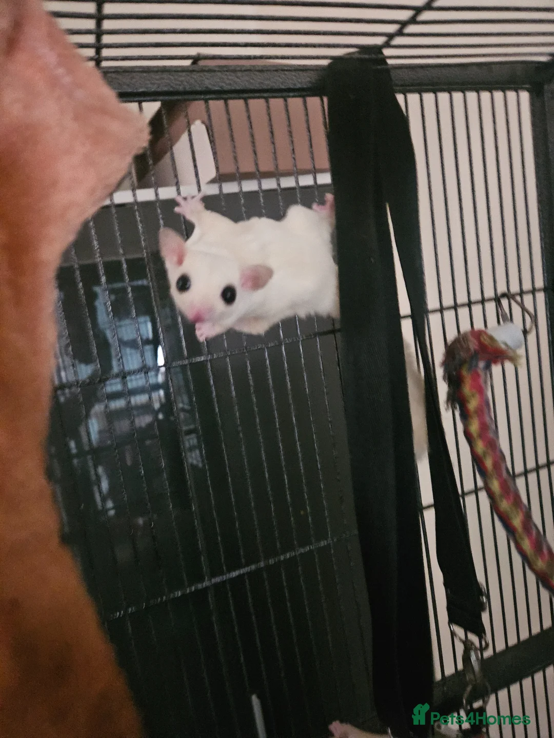 Sugar Glider rodents for sale: leucistic sugar gliders 1x male 1x female plusmore - Advert 1
