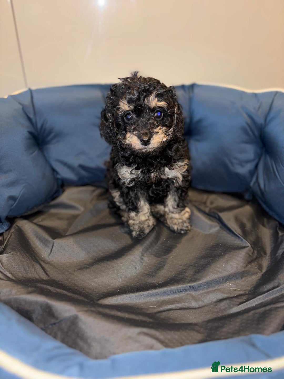 Cavapoo dogs for sale: Stunning cavapoo puppies!! - Advert 3