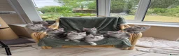 Maine Coon cats for sale: Maine coon TICA black silver tabbies  - Advert 2