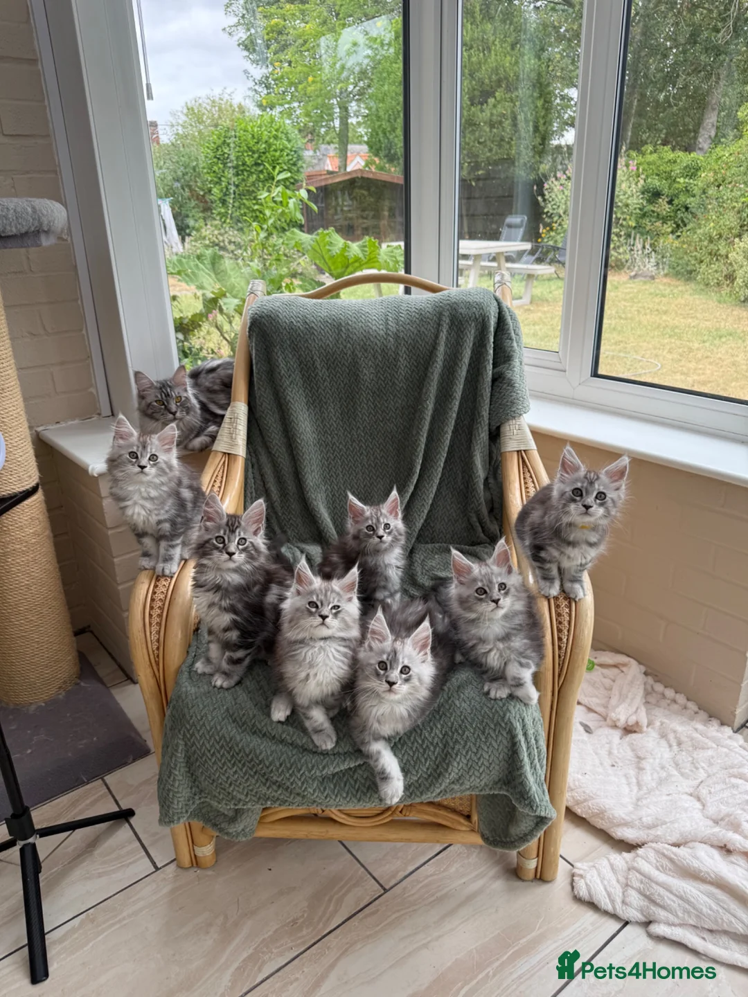 Maine Coon cats for sale: Maine coon TICA black silver tabbies  - Advert 2