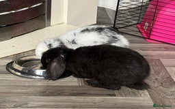 Mini Lop rabbits for sale: 🐰🐰 Mini Lop Rabbit’s 🐰🐰 - Image 3