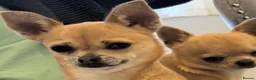 Chihuahua dogs for sale: Beautiful full pedigree chihuahua puppies in Spalding - Advert 14