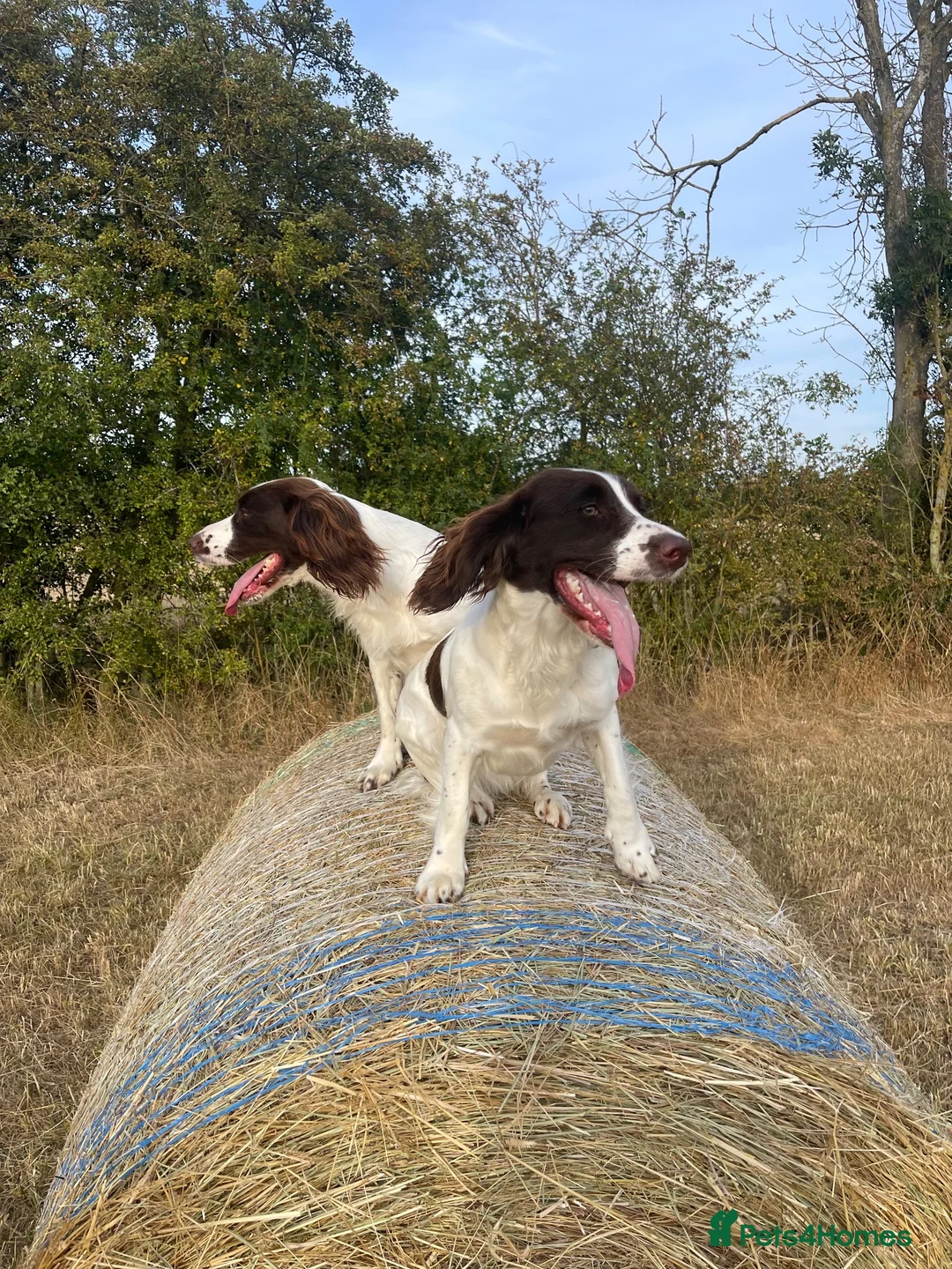 English Springer Spaniel dogs for sale: Two fabulous springer spaniels girls - Advert 19