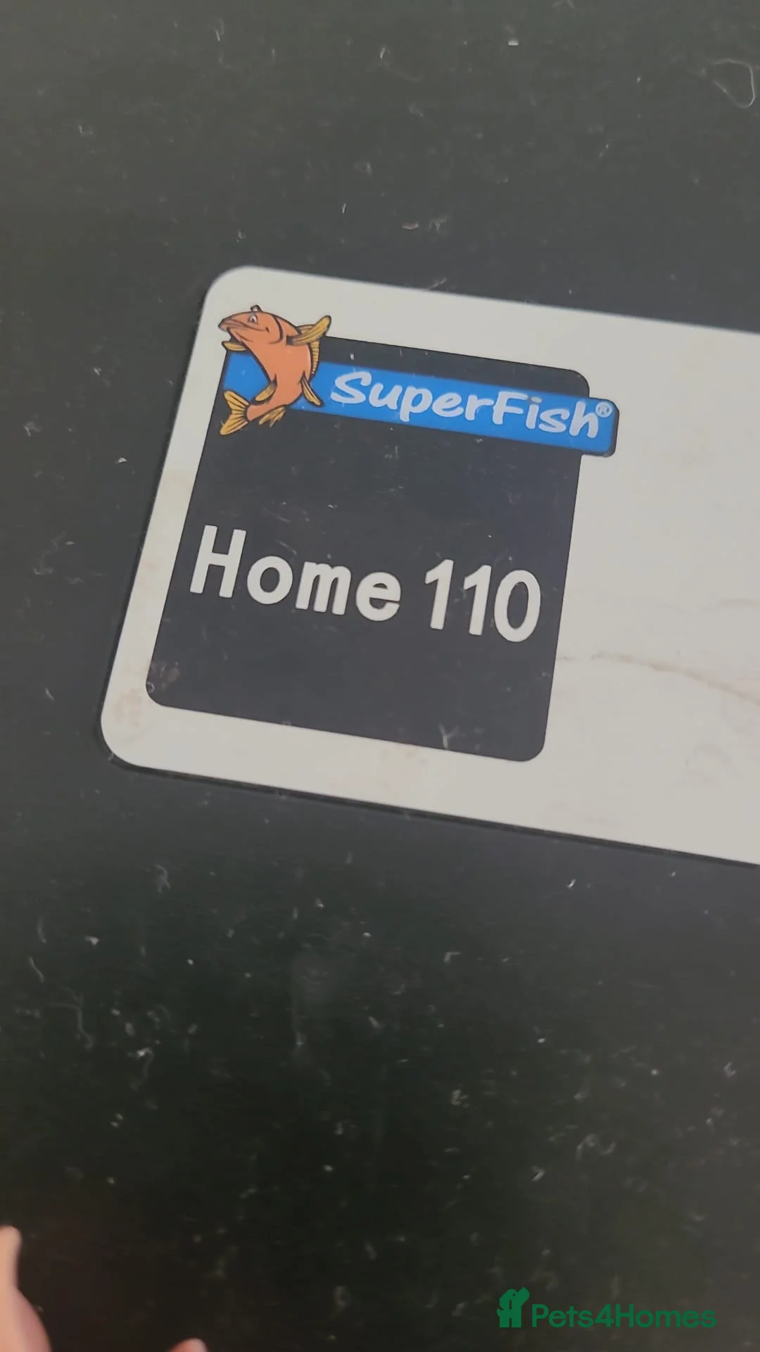 Mollies fish for sale: Mollies and Platties with SuperFish Home 100 in Dudley - Advert 5