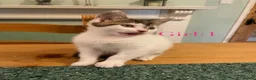 British Shorthair cats for sale: British Shorthair Kittens  - Advert 14