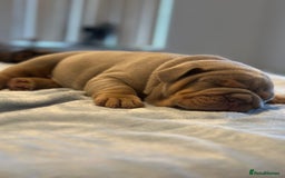 English Bulldog dogs for sale: Stunning KC Registered English Bulldog Puppies - Image 15