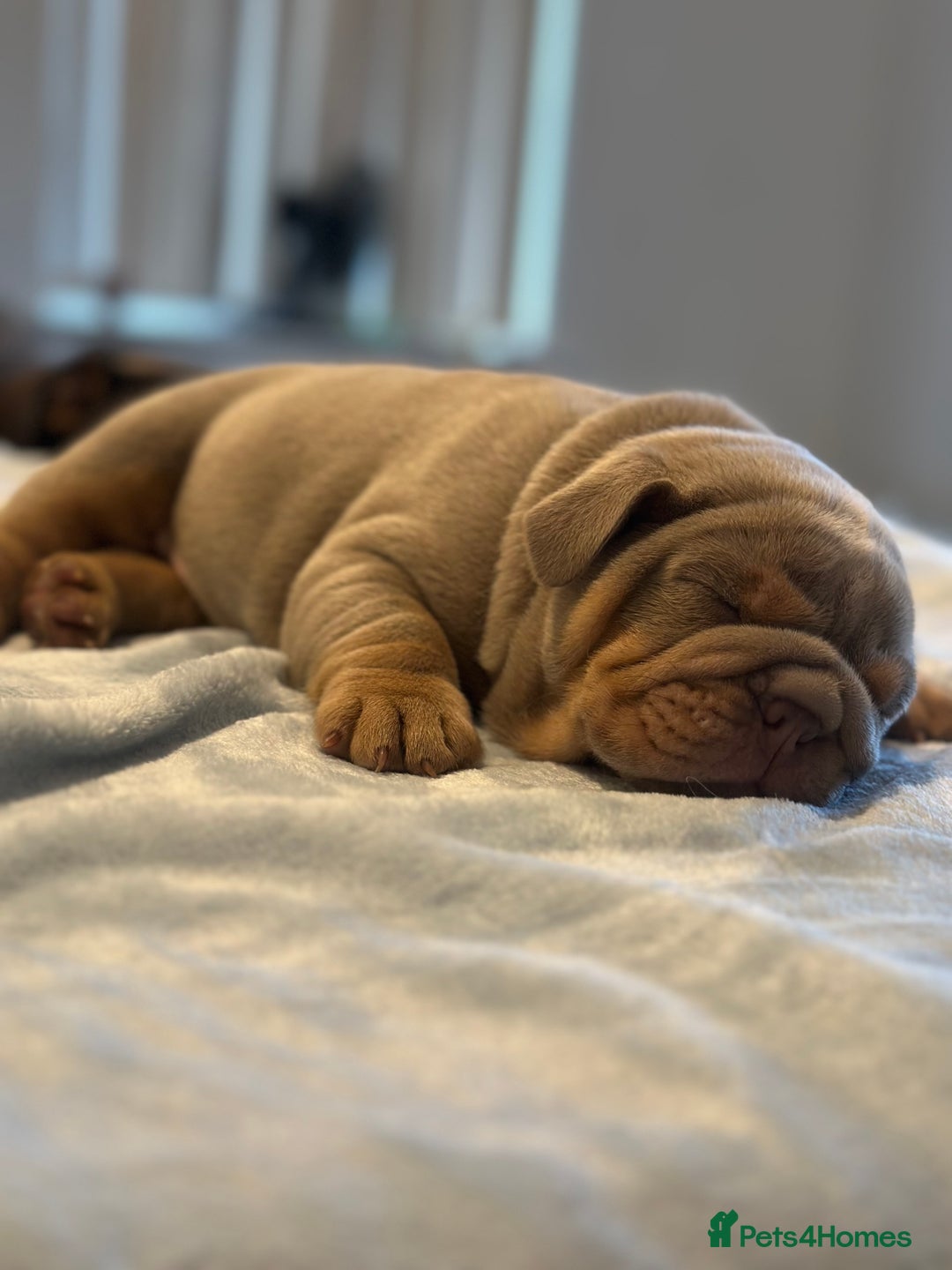 English Bulldog dogs for sale: Stunning KC Registered English Bulldog Puppies - Image 15