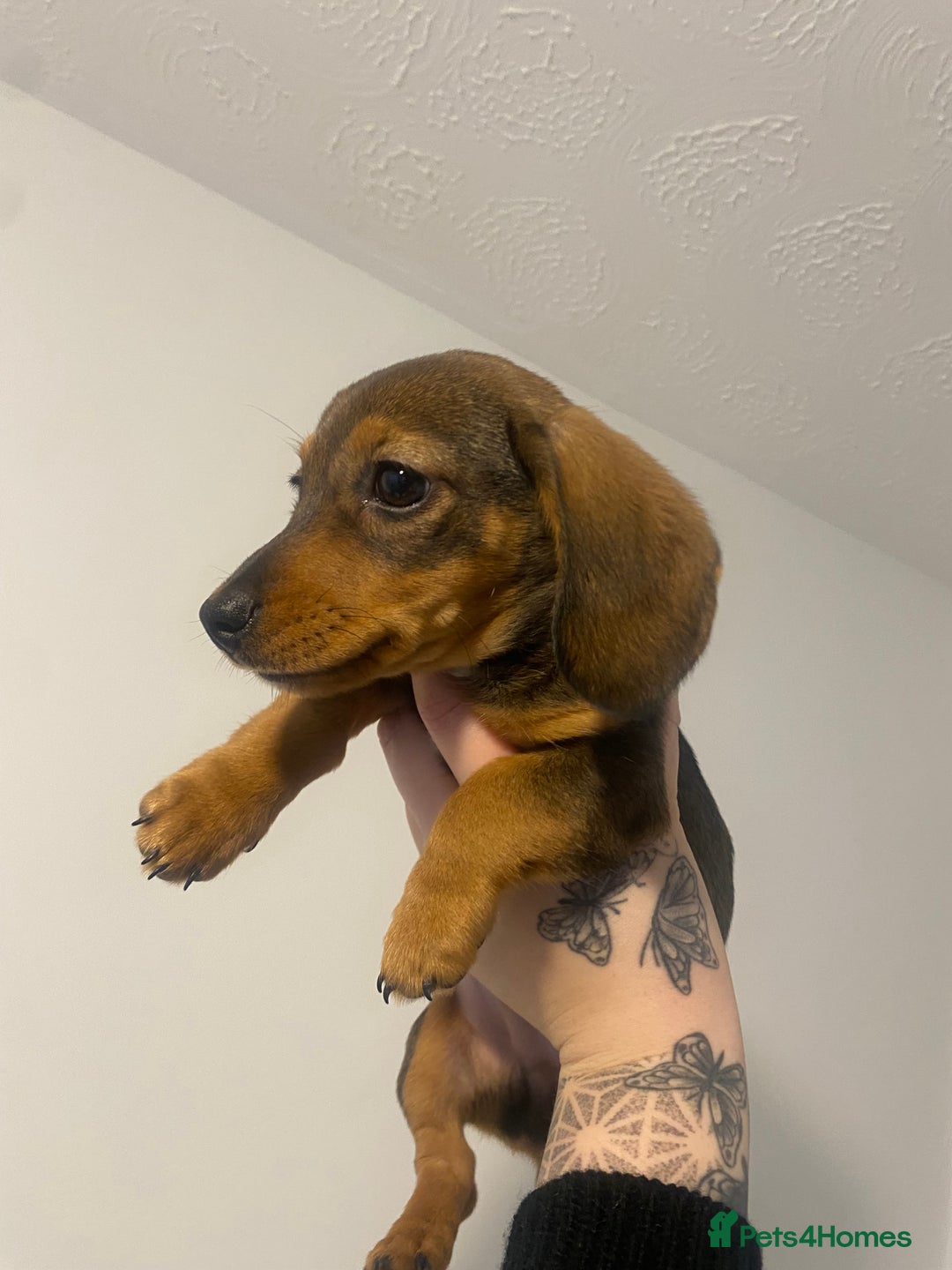 Miniature Dachshund dogs for sale: DOLLAR 💵  - Image 2