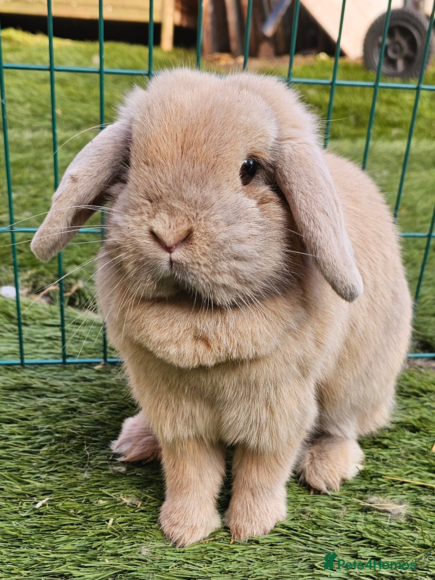 Mini Lop rabbits Mini Lop Doe  - Advert 12