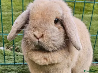 Mini Lop rabbits Mini Lop Doe - Advert 12