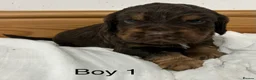 Cocker Spaniel dogs for sale: 🐾 GORGEOUS COCKER SPANIEL PUPPIES 🐾 - Advert 22
