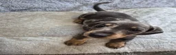 Miniature Dachshund dogs for sale: Miniature Dachshund puppies - Advert 20