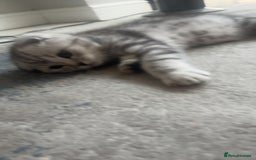 Scottish Fold cats for sale: Scottish fold x British shorthair  - Image 2