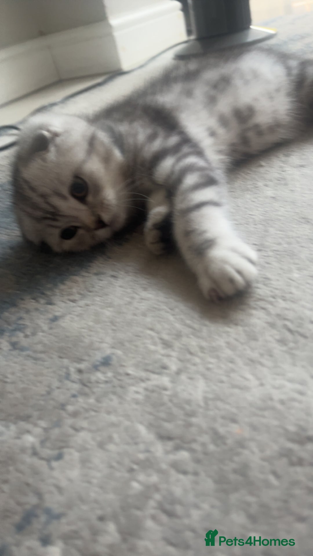 Scottish Fold cats for sale: Scottish fold x British shorthair  - Image 2