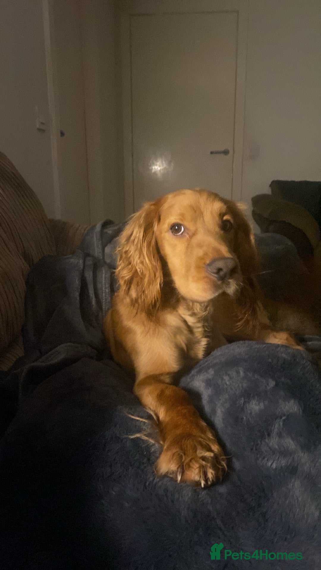 Cocker Spaniel dogs 2 year old cover spaniel  - Advert 17