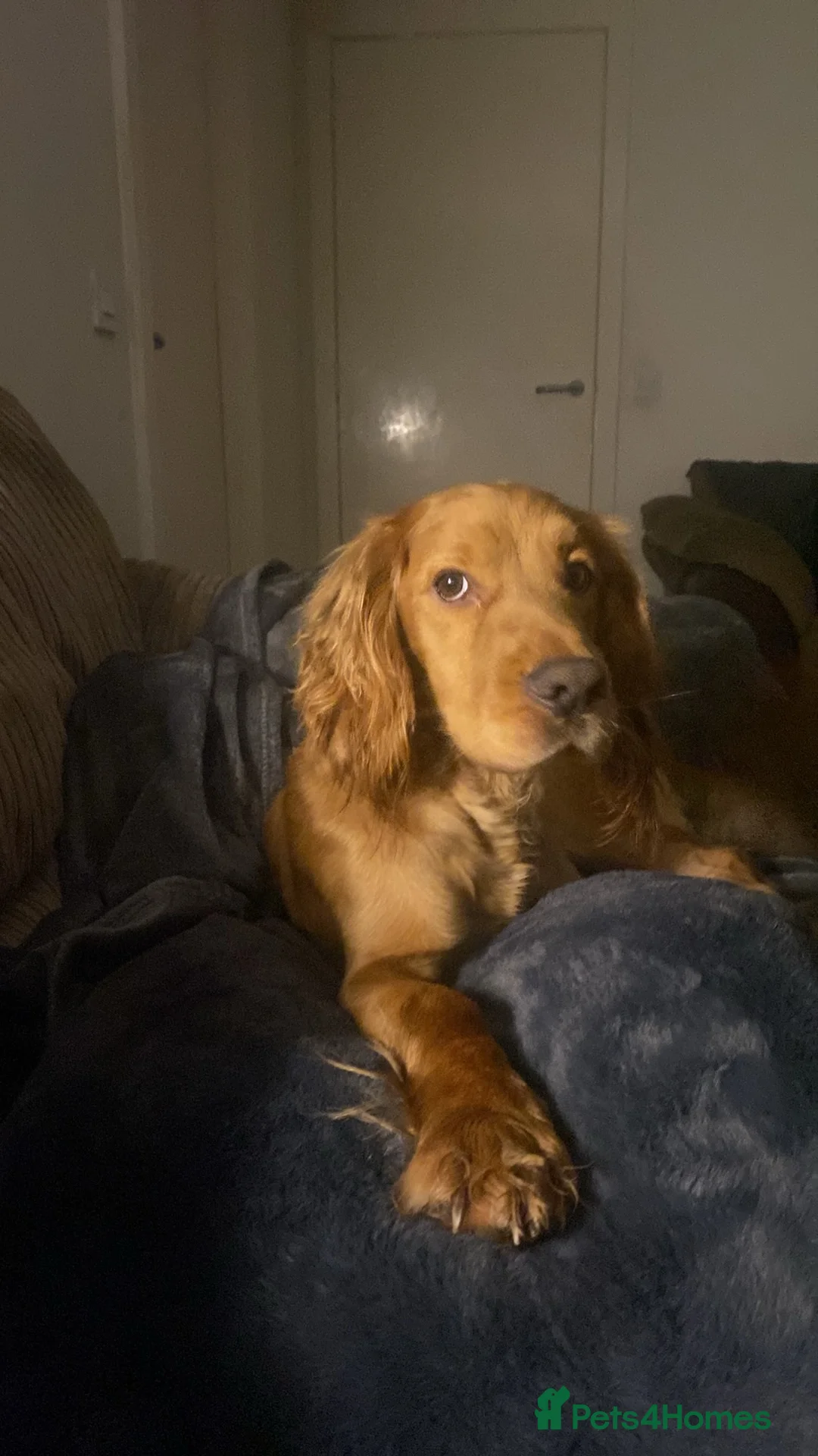 Cocker Spaniel dogs for sale: 2 year old cover spaniel  - Advert 1