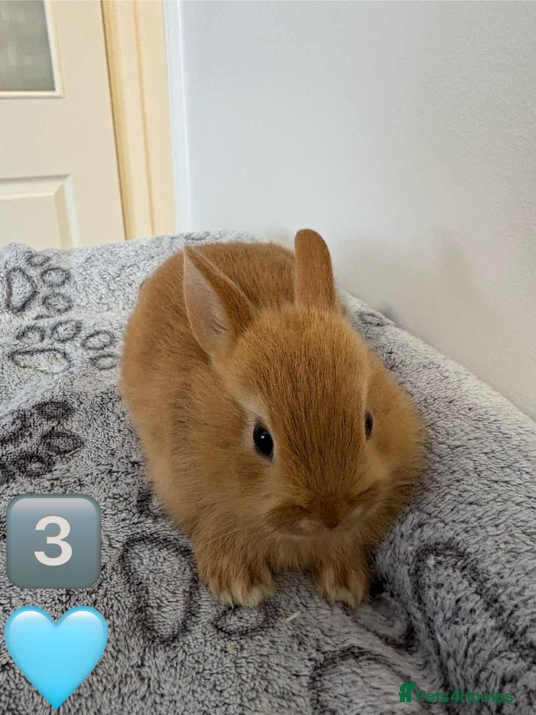 Netherland Dwarf rabbits for sale: 14 x Netherland Dwarf Bunnies 🐰🏡 🥰  - Image 8