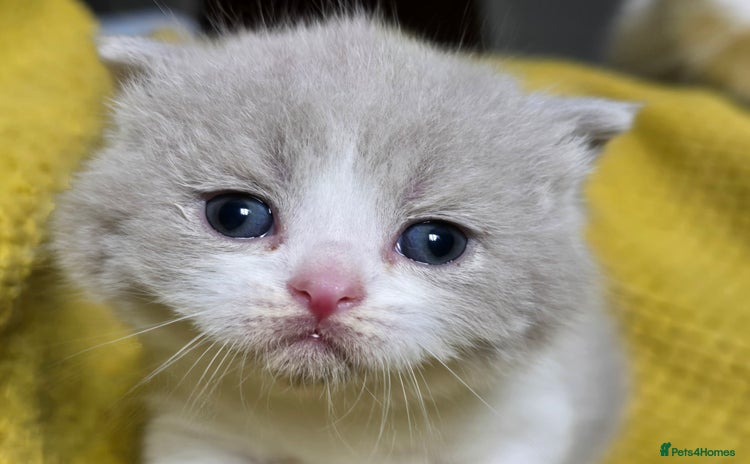 British Shorthair cats - Advert 16