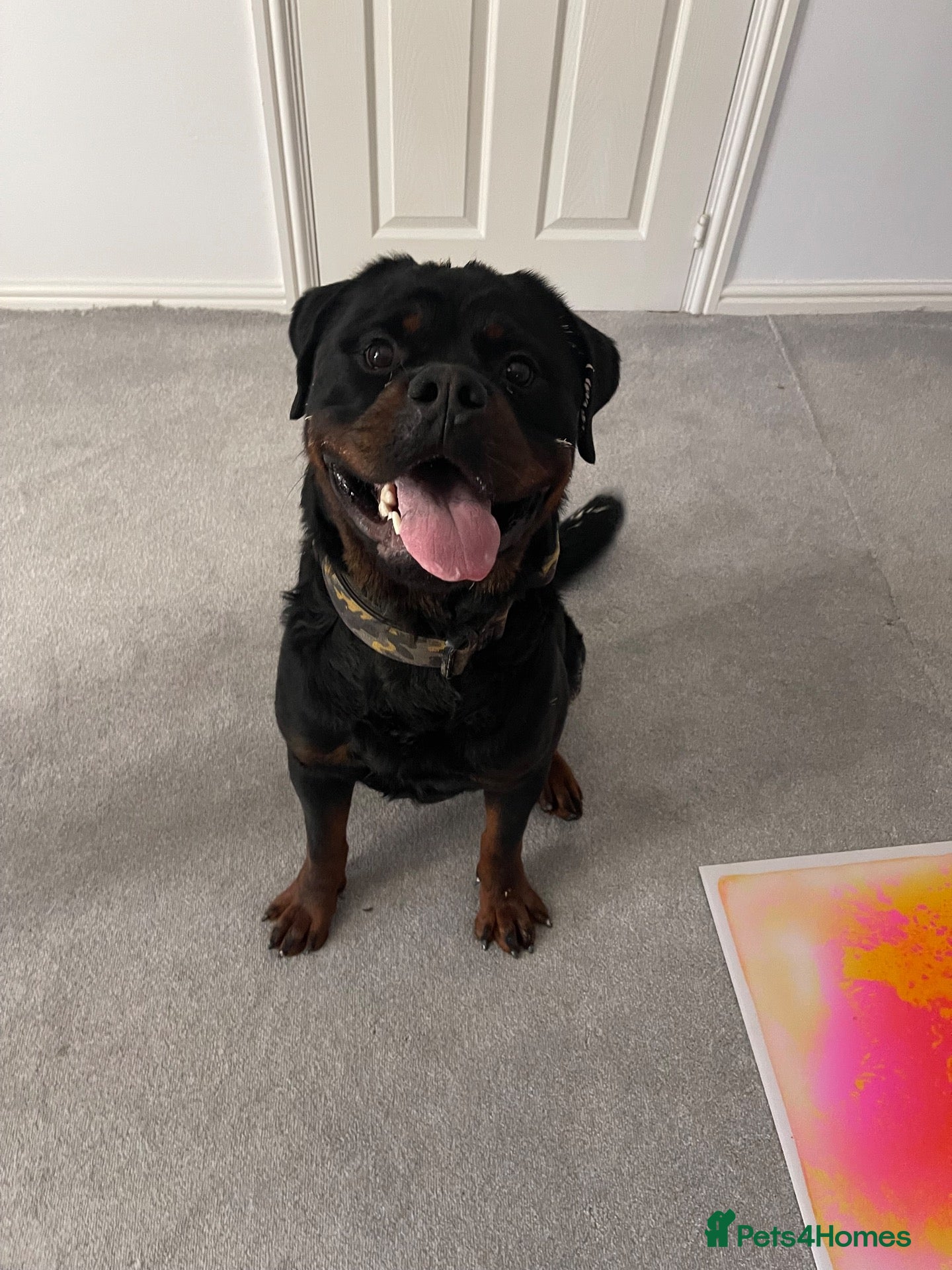 Rottweiler dogs for sale: Male Rottweiler  - Advert 9